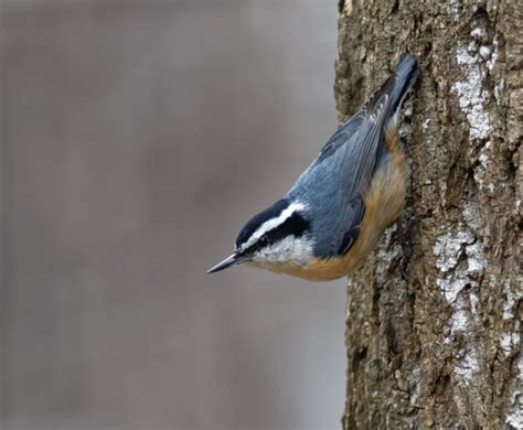 Red-breasted Nuthatch - FeederWatch