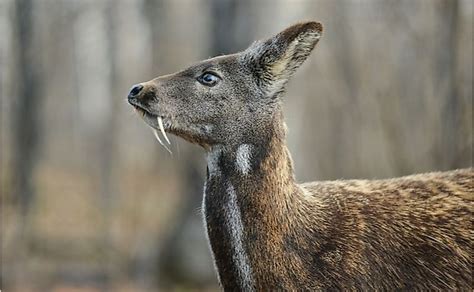 What Animals Live In Siberia? - WorldAtlas