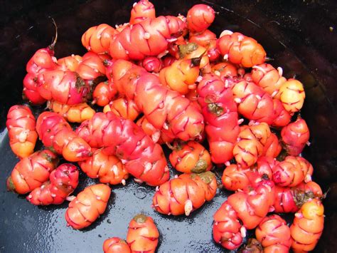 Growing Oca: Oca as a Late-Planted Crop… Seems to Work