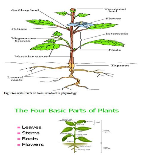 Introduction to Plant Physiology ~ Dhiraj's Blog