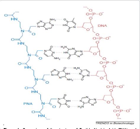 Figure 1 from A Review of Peptide Nucleic Acid | Semantic Scholar