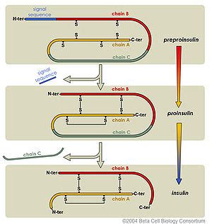 Preproinsulin