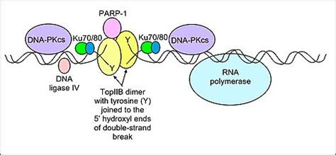 Dna Replication Topoisomerase Function