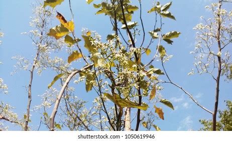 Semecarpus Anacardium Tree Leaves Flower Stock Photo 1050619946 ...