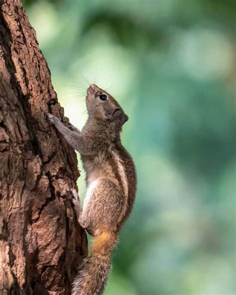 Tree Squirrel - All About Cute And Snappy Mammals - Learn About Nature