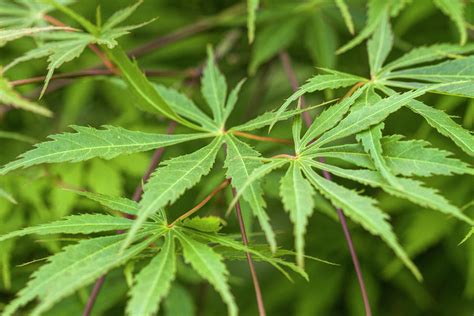 Lacy Beautiful Green Japanese Maple Leaves Photograph by Kathy Clark ...