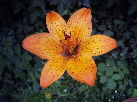 Lilium | Tiger lily, Types of flowers, Lilly flower