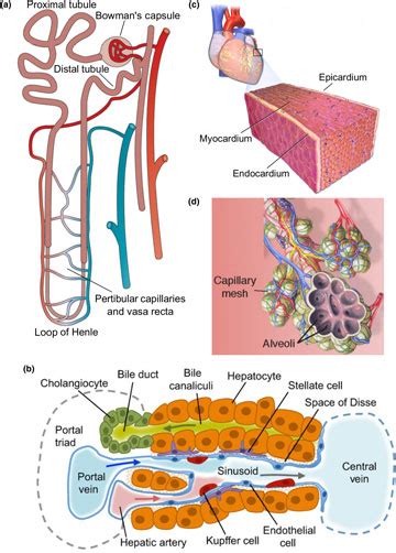 Tissue Engineering Toward Organ Specific Regeneration And Disease ...