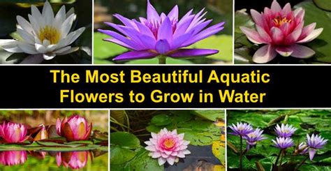 Beautiful Water Flowers Images - Flower Water Gif Flower Water ...