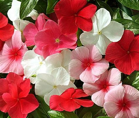 Periwinkle Dwarf Little Bright Eyes Catharanthus Roseus Seeds