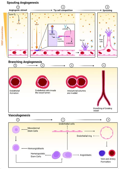 Types of angiogenesis. | Download Scientific Diagram