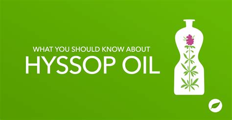 What You Should Know About Hyssop Oil for Your Health