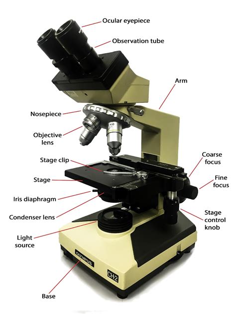 Label Parts Of The Microscope