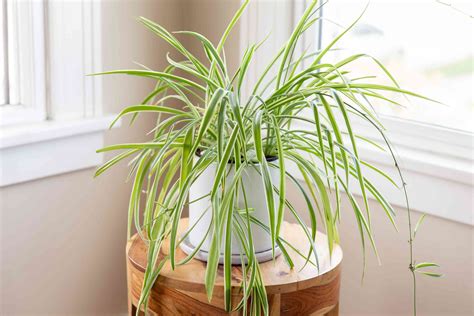 Spider Plant: Care & Growing Guide