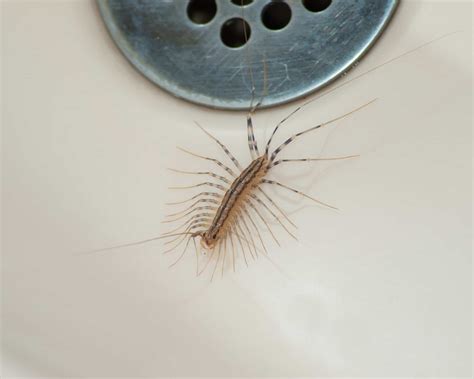 Proven Ways to Get Rid of Centipede Infestations