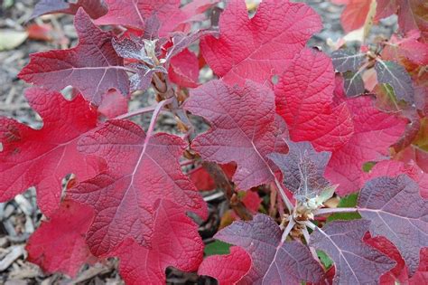 Hydrangea quercifolia 'Ruby Slippers' fall color - Google Search ...