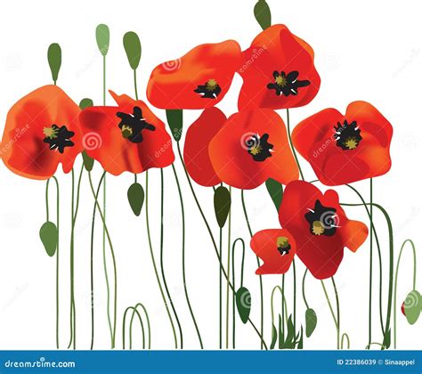 Poppy Background, Flower Art Stock Vector - Illustration of poppy ...