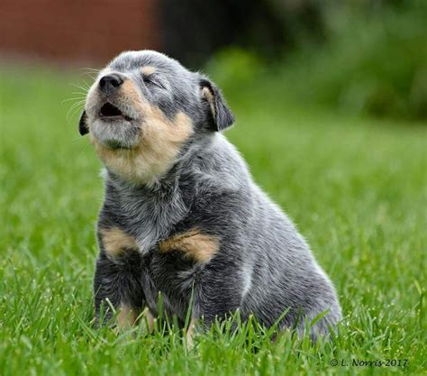 Adorable blue cattle dog! | Blue heeler dogs, Heeler puppies, Dog breeds