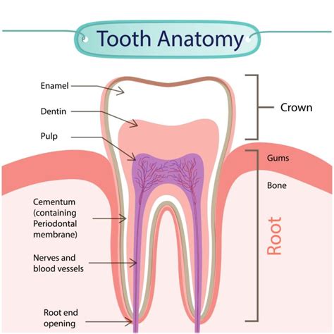 The Anatomy of Your Teeth