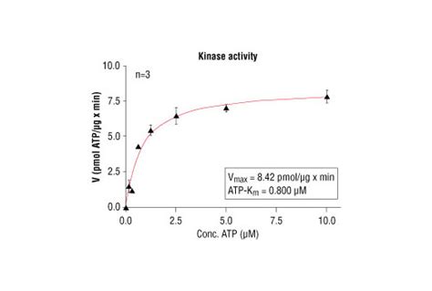 HTScan® IKKε Kinase Assay Kit | Cell Signaling Technology