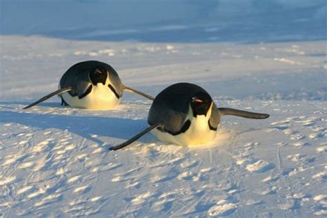 Penguin Sliding On Ice