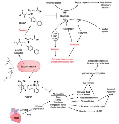 Physiological effects of neprilysin and angiotensin receptor antagonism ...