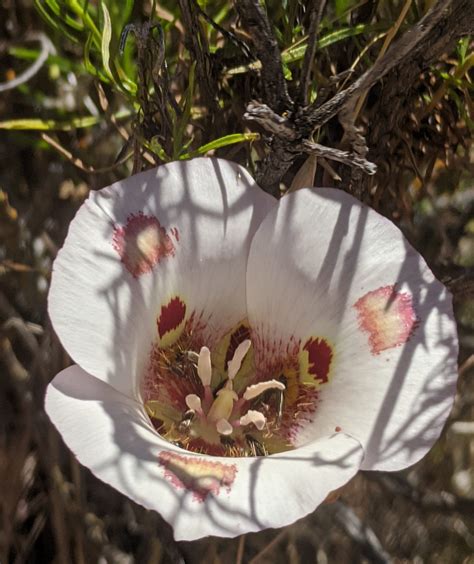 East Bay Calochortus: Photos, Figures, Facts, and Fun!