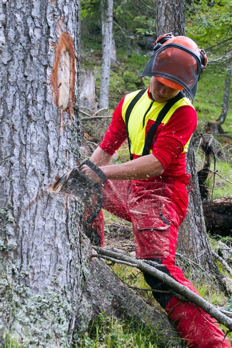 Arborist Services - Tree Time Atlanta Tree Service