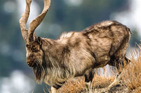 Markhor population doubles in 3 decades in Pakistan | Digital More