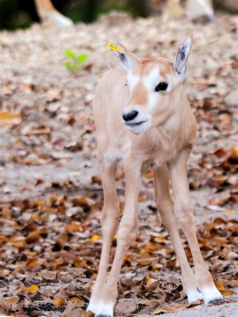 Arabian oryx baby stock photo. Image of antelopes, herds - 52606210