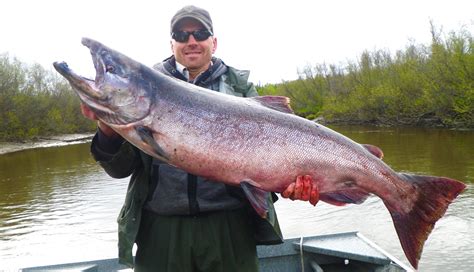 Alaska King Salmon - Alaska Fishing Guide | Fishtale River Guides