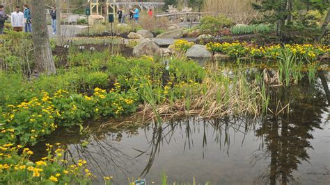 Plant ID in the Field: Freshwater Wetland Plants | Coastal Maine ...