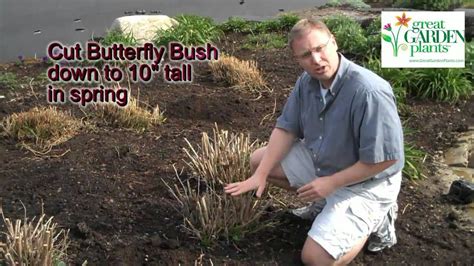 How To Prune A Butterfly Bush In 2023