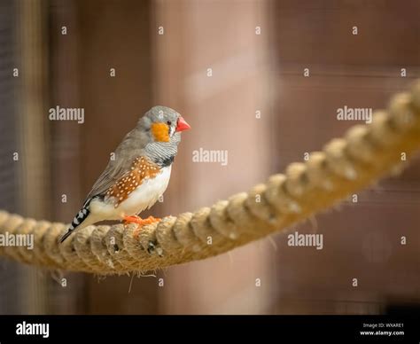 Tropical Zebra Finch bird in a cage Stock Photo - Alamy