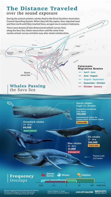 Noise pollution turns Savu Sea more treacherous for whale migration