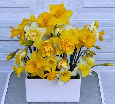 SPRING ARRANGEMENTS--DAFFODILS - Sowing the Seeds