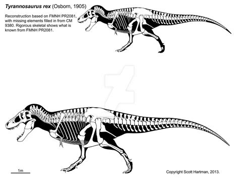 I want to sculpt an anatomically correct trex skeleton. What sources ...