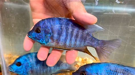 ROYAL BLUE DOLPHIN CICHLIDS • Explanation of selecting breeder males ...