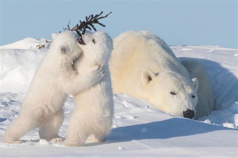 Polar bear cubs 'hug' as they step out with their mum for some winter fun