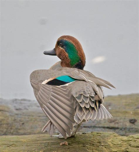 Green-winged Teal male | Teal duck, Waterfowl taxidermy, Bird pictures