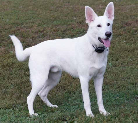 55+ White German Shepherd Lab Mix Puppy - l2sanpiero