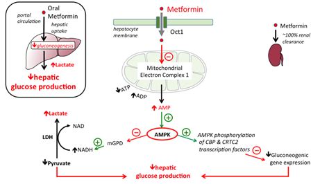 metformin [TUSOM | Pharmwiki]