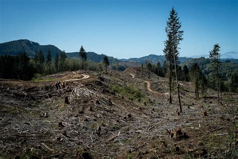 Clear-cutting moves up to No. 1 emissions source in Oregon | Street Roots