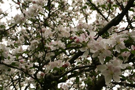 Apple Tree Blossoms Spring Flowering Tree | Trees| Free Nature Pictures ...