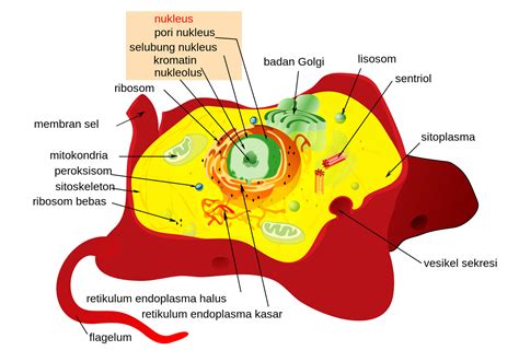 Gambar Sel Hewan dan Sel Tumbuhan Beserta Fungsinya - Materi Kimia