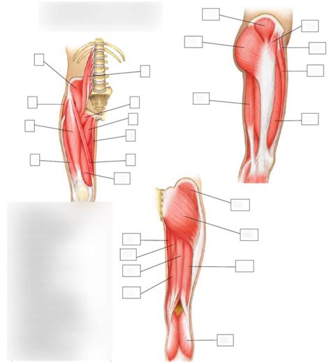 All Hip Joint Muscles Diagram | Quizlet