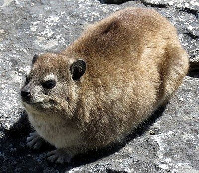 Rock hyrax - Wikipedia