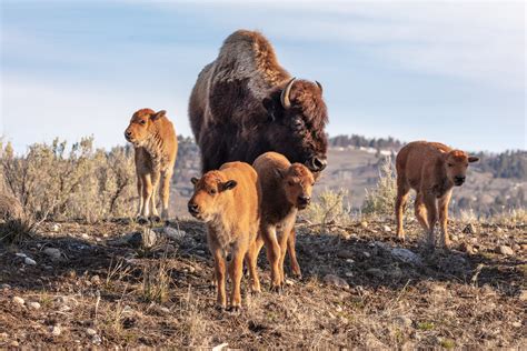 Guide to Watching Wildlife in Yellowstone By Month