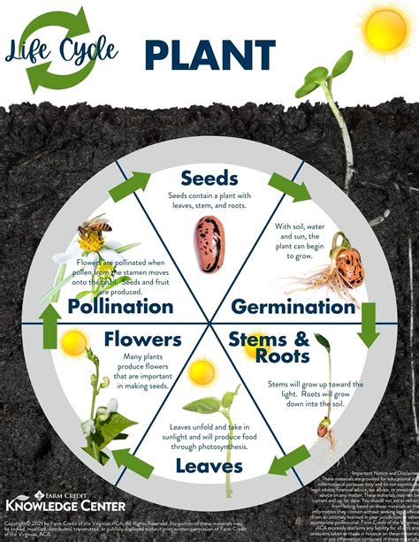 Simple Life Cycle Of A Plant