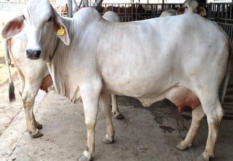 Tharparkar Cow Cost, Cow Milk Per Day, Characteristics | Agri Farming